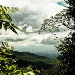 THAILAND Kaffee Ganze Bohne | Mittelkräftig, Blumige Säure, Leichte Beere | 500 G | Specialty Coffee Aus Direkthandel 5 THAILAND Kaffee Ganze Bohne | Mittelkräftig, Blumige Säure, Leichte Beere | 500 G | Specialty Coffee Aus Direkthandel -Kaffeegenuss Verkaufsgeschäft 55feae11ce5b347b58a31e3b973e08a1