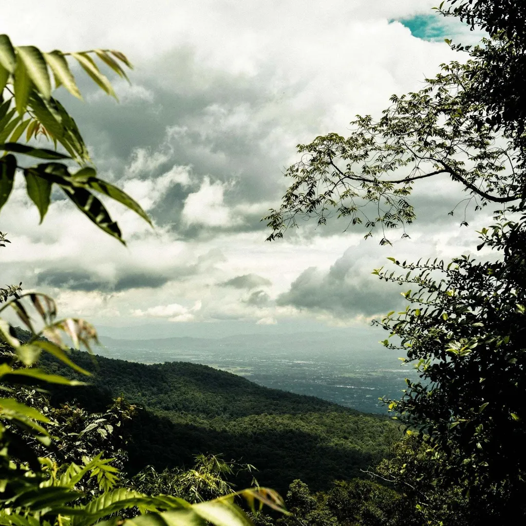 THAILAND Kaffee Ganze Bohne | Mittelkräftig, Blumige Säure, Leichte Beere | 500 G | Specialty Coffee Aus Direkthandel 3 THAILAND Kaffee Ganze Bohne | Mittelkräftig, Blumige Säure, Leichte Beere | 500 G | Specialty Coffee Aus Direkthandel – Bild 3