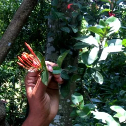 Macis Muskatblüte Gemahlen, BIO, 100g 8 Macis Muskatblüte Gemahlen, BIO, 100g -Kaffeegenuss Verkaufsgeschäft e023e425dfcb2984e375ba4526a2b6f7